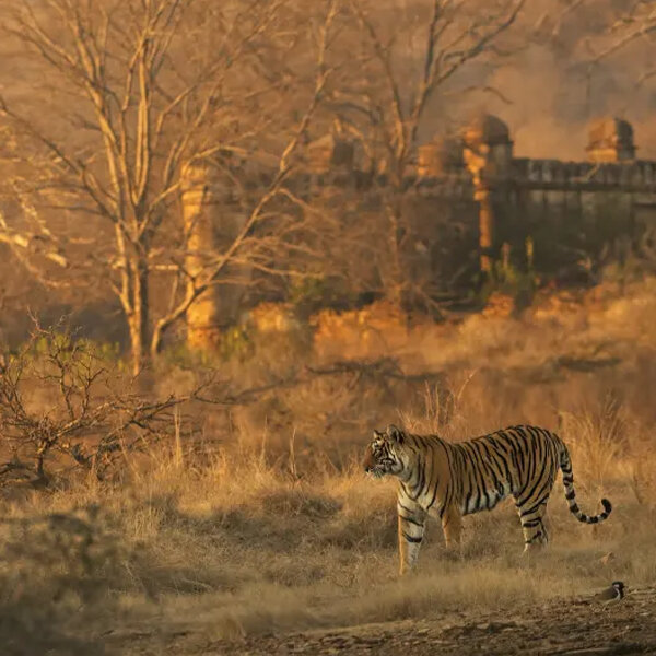 Treasures of India.jpg